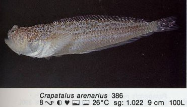 Crapatalus arenarius